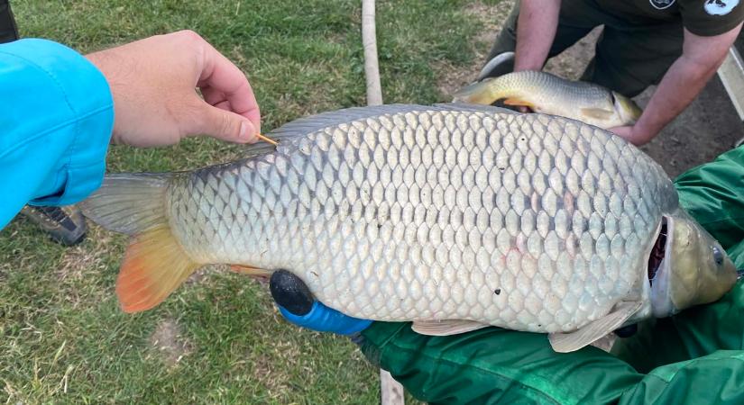 Pecások, figyelem: ingyen éves jegyet érhet a fogásotok