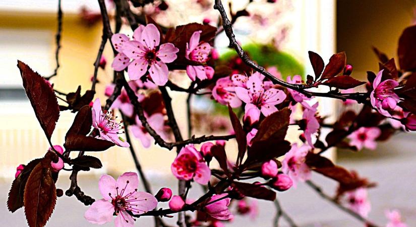 Kertváros rózsaszínben – vihar előtt (galéria)