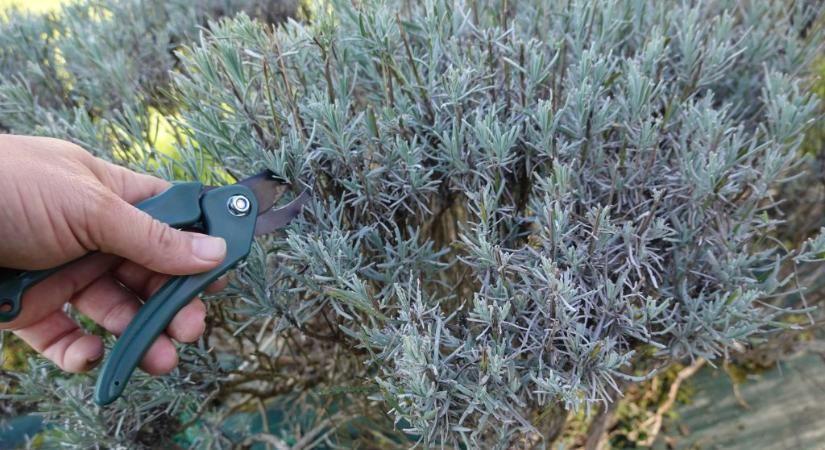 Levendula metszése: az időzítés a siker kulcsa