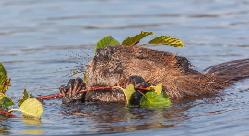 Elképesztő pusztítást videóztak a Tisza-parton: egy ártatlannak hitt rágcsáló tarolja le a fákat