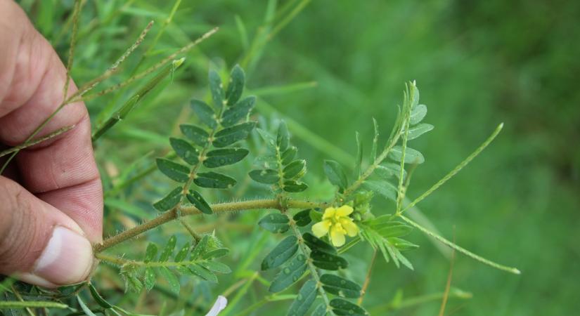 Meglepő, milyen gyorsan terjednek a gyomok