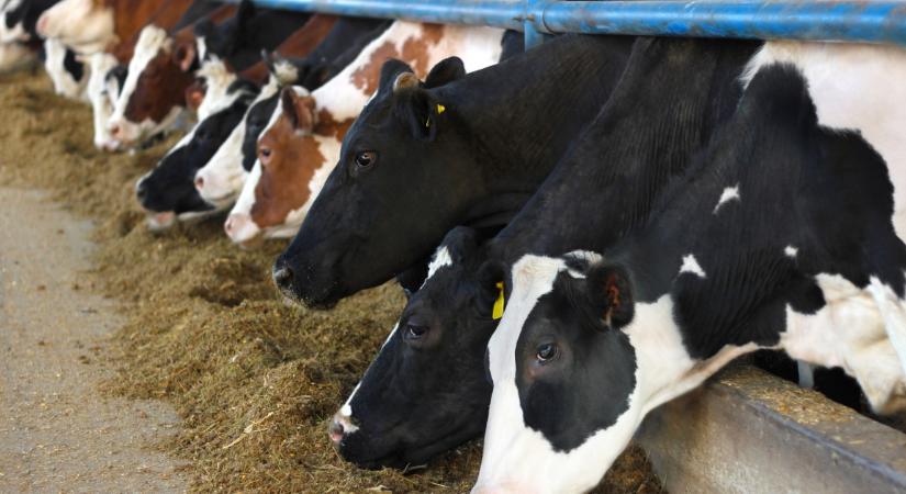 Durvul az agrárválság: már a túlélés a tét a gabona- és a tejtermelésben