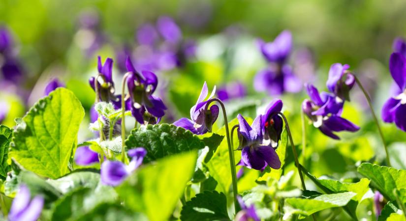 Egy parfümvirág, ami erősíti a farizmokat is