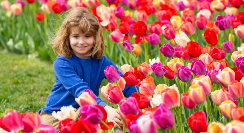 Szedd magad a tulipánokat - ezeken a helyeken nyílnak a legszebb tulipánmezők az országban