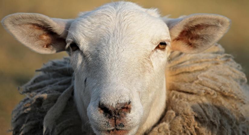Szakmai egyeztetés a Homokhátság legeltetési kérdéseiről