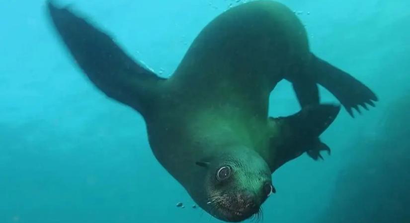 Miért nem száradnak ki a tengeri emlősök a sós tengerben?