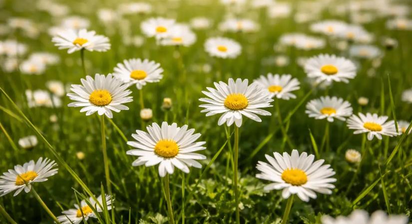 A pázsitról egyenesen a tányérra: ez az apró, fehér virág salátákban, levesekben és desszertekben is megállja a helyét