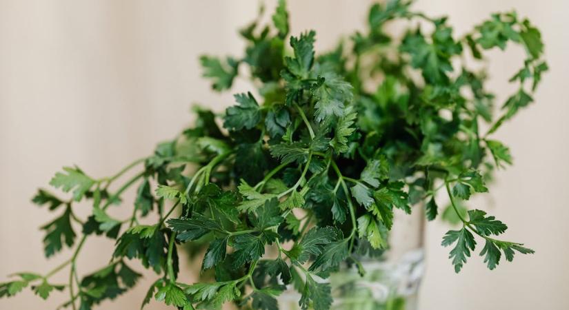 Kert: így ültessen petrezselymet a veteményesbe