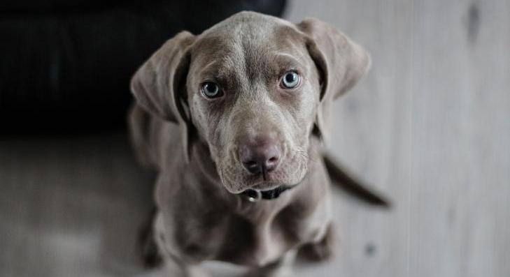 Megoldás született a gazdátlan állatok örökbeadására 