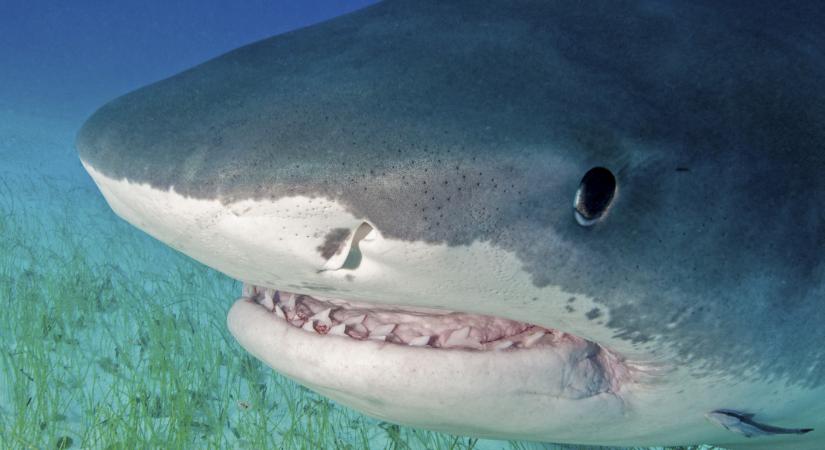 Kokaint és koffeint találtak a cápák szervezetében a Bahamákon