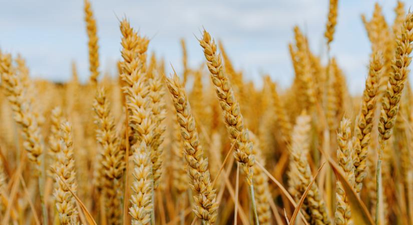 Ide viszik ki az ukrán búzát: durva, hova kerül a java