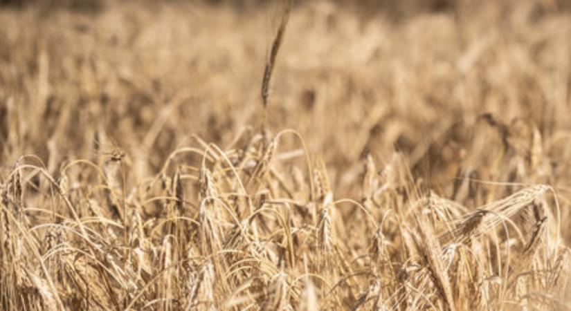 Hatékony fellépést kér az agrárvezetéstől az NGT-rendelet ellen a Magyar Biokultúra Szövetség