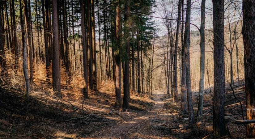 Táj és szellem – gondolatok A történeti kertek mint a tudás bölcsői című konferenciáról