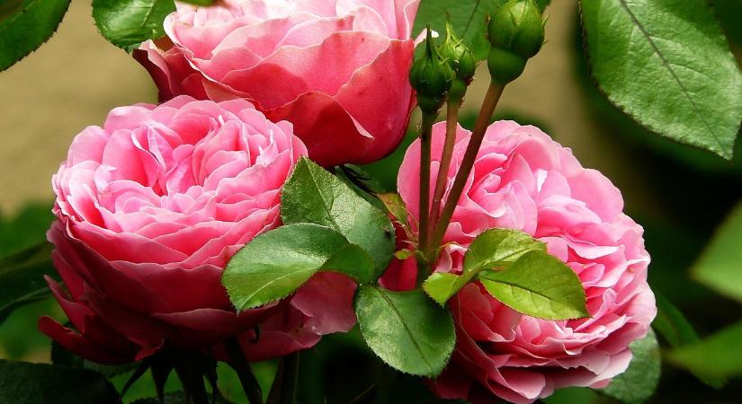 Rózsákat nevel a kertben? Ez a tökéletes műtrágya