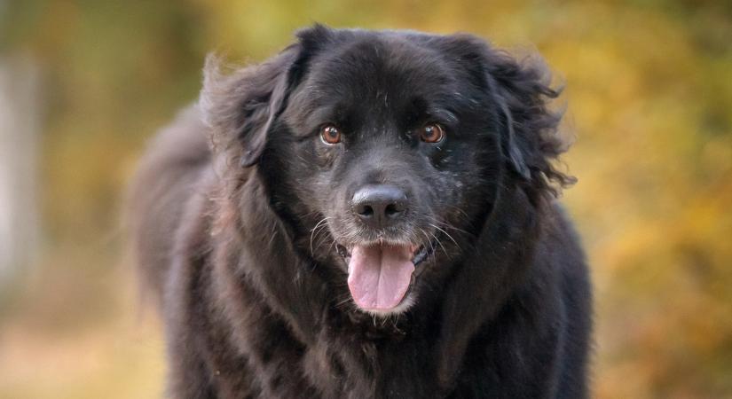 A legjobb kutyafajták nyugodt gazdiknak – Lakásban is jól érzik magukat