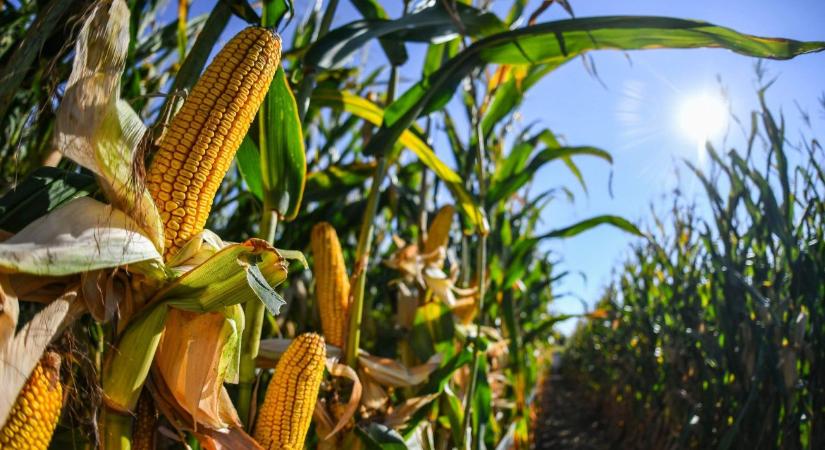 Versenyben bizonyított genetika (SY Evident) és korai magas hozam (SY Electron)
