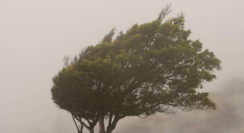 Fákat csavart ki a szél a Balatonnál: brutális fotót tett közzé a MÁV