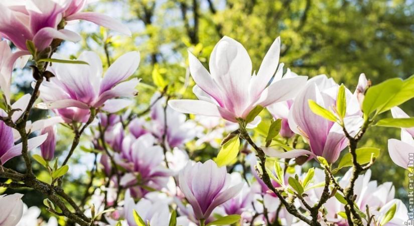 Ilyen helyen érzi magát legjobban a magnólia, mutatjuk a részleteket