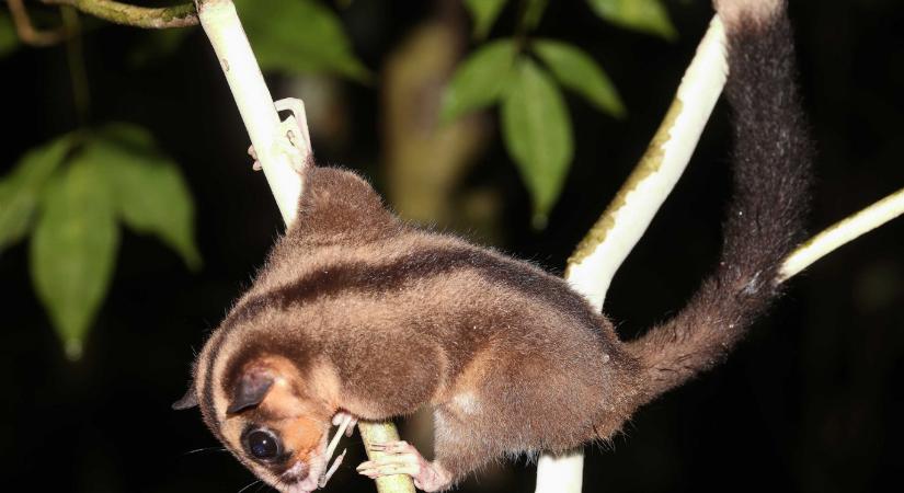 Több ezer éve kihaltnak hitt fajokra bukkantak Új-Guineán