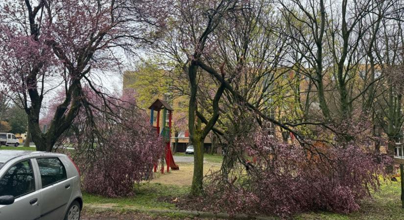 Kicsavart fák,áramkimaradások, megbontott tetők maradtak a szélvihar nyomán