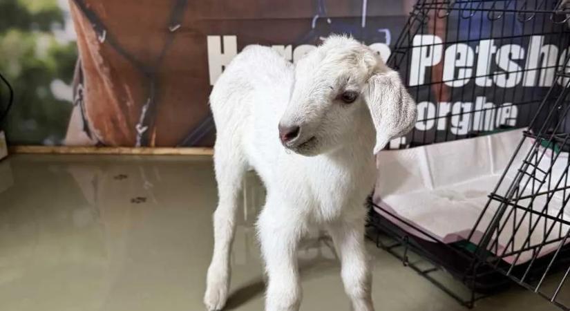 Nem fogja elhinni, mit tettek ezzel az ártatlan kecskegidával