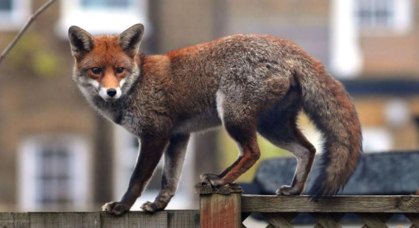 Veszett rókát találtak a vármegyében – felhívást tett közzé a szabolcsi település önkormányzata