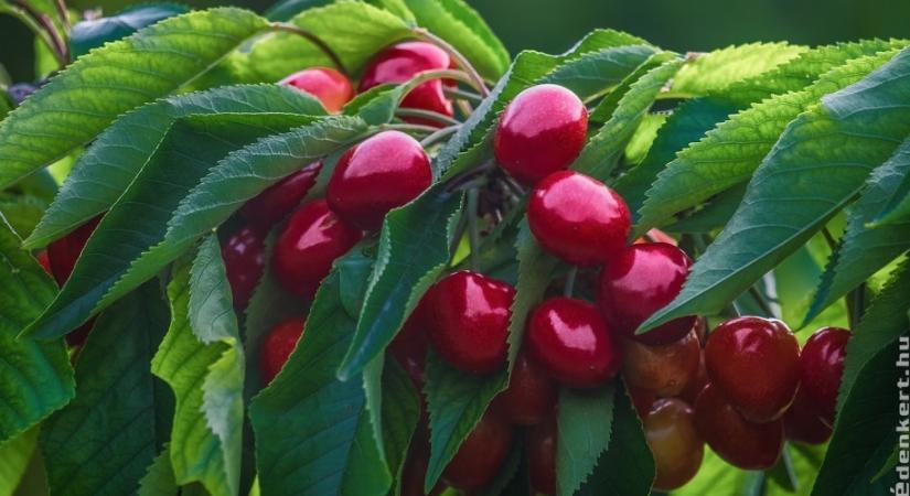 Cseresznyefa metszése - csak ekkor lehet nekiállni a munkának