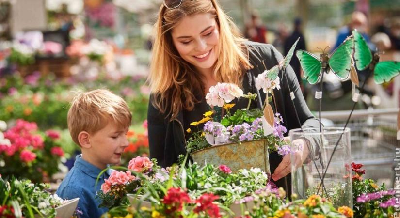 Ezek a leggyakoribb hibák, amit muskátlivásárlásnál sokan elkövetnek