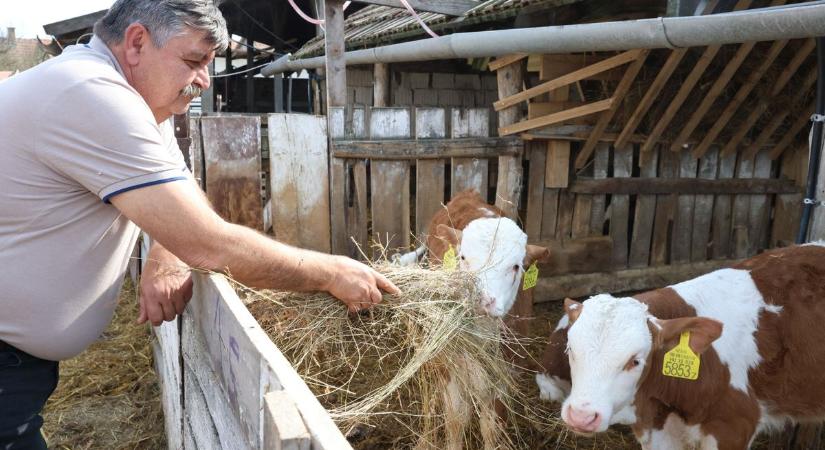 Élhetőségben bajnok ez az apró szatmári falu: kiderült, miért költöznek ide egyre többen – helyszíni riport fotókkal, videóval