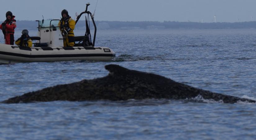 Kiszabadult a Németország partjainál elakadt bálna