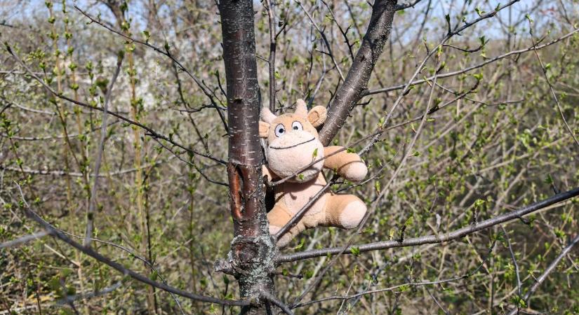 Elhagyott plüss a fán, az időjárás Dunaújvárosban nem kíméli  videó