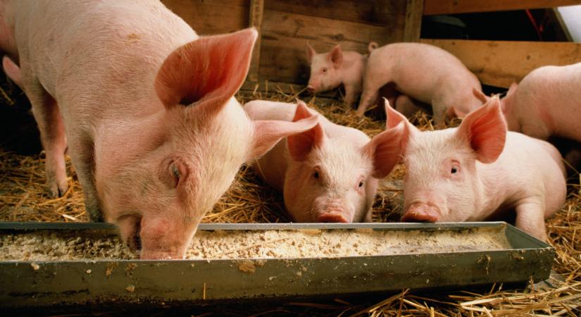 Nagy káosz jöhet: késésekre és drágulásra készülhet rengeteg gazda