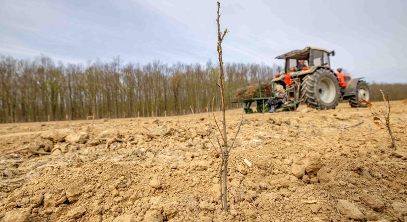 Félmillió csemete hét év alatt: Zalában így veszik fel a harcot a klímaváltozással