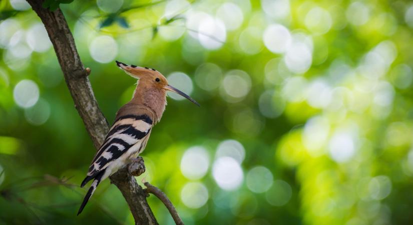 Megjelentek az első búbos bankák