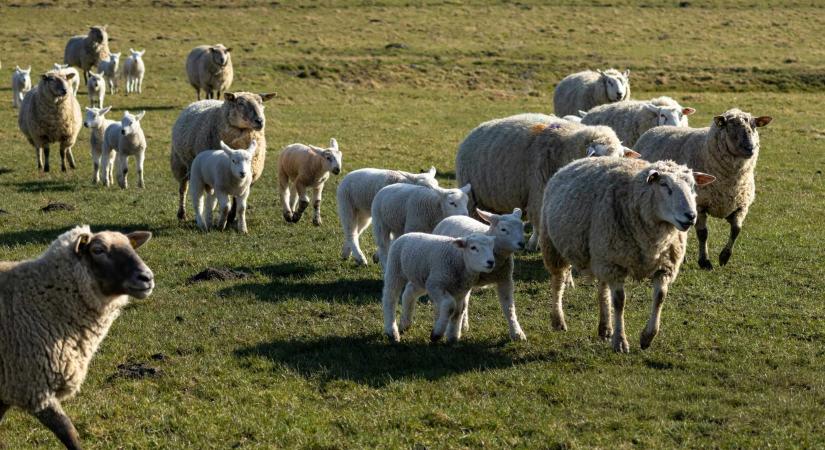 Féláron adtak túl a hamisított pénzen vásárolt jószágon a csalók