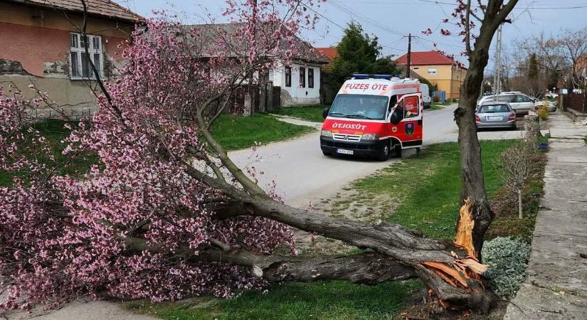Gyönyörű fa szakadt ketté Füzesabonyban