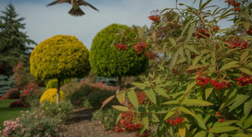 Szép, de halálos – ez a népszerű növény veszélyt jelent a madarakra, a szakértők szerint ezt ültesd helyette