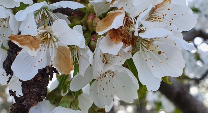 Jön a hideg: így készüljenek a kertbarátok a tavaszi fagyokra