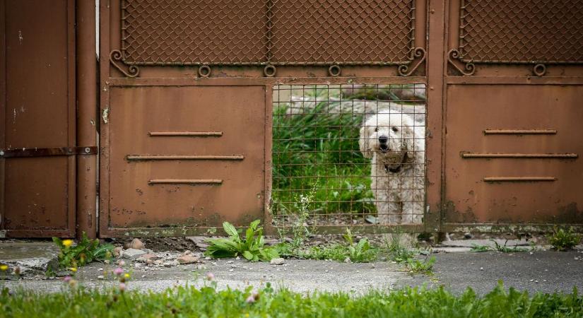Mi köze Titónak az állatvédelemhez? A láncos kutya a történelemben s a mindennapokban sem nyerő