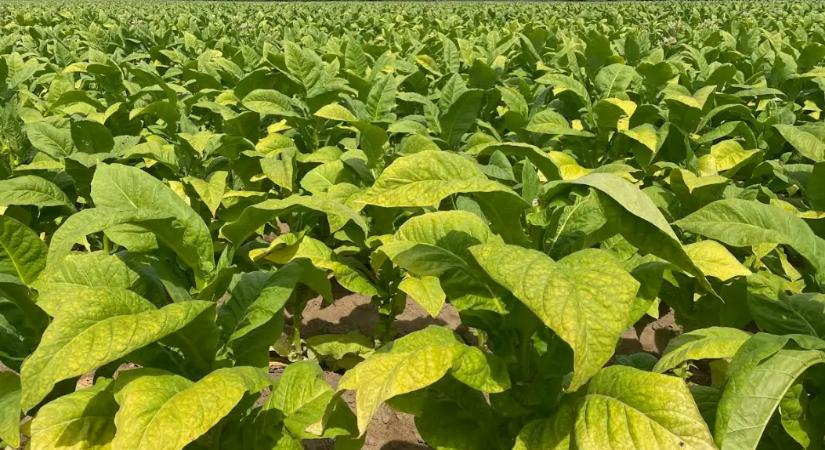 Új dohányipari készáruraktárat adott át Sátoraljaújhelyen a Continental Dohányipari Zrt.