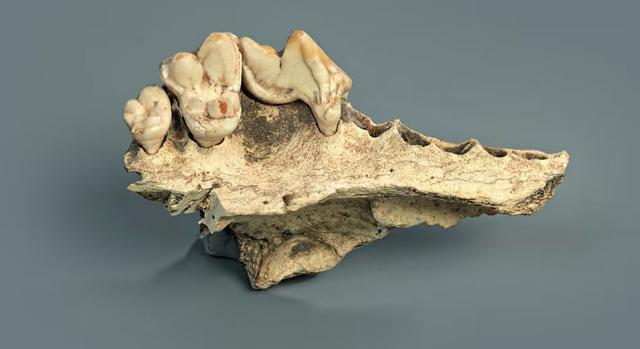 Törökországban azonosították a világ legősibb házikutyájának maradványait