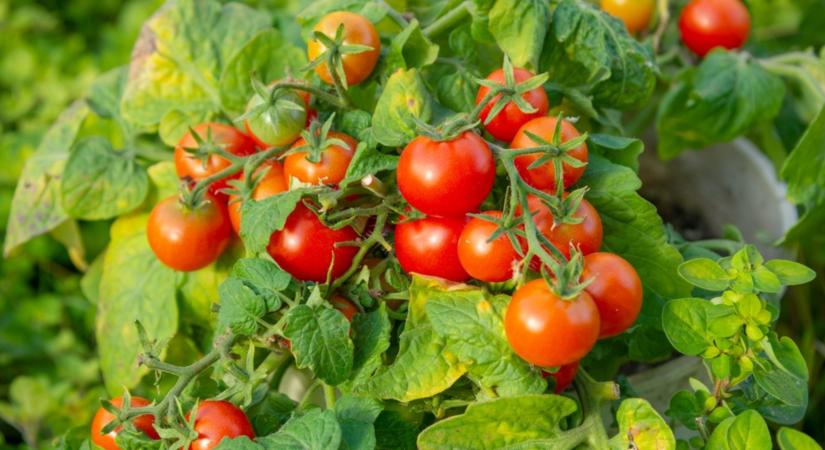 Dupla annyi termés lesz a paradicsomon ettől az apró trükktől!