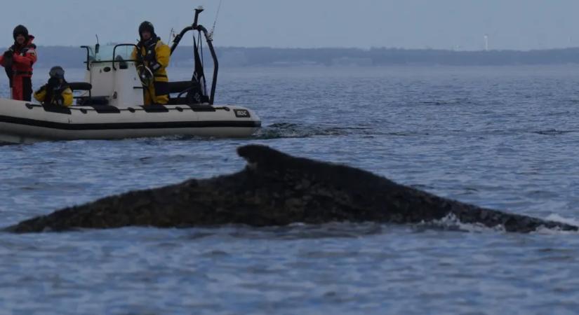 Többnapnyi próbálkozás után kiszabadult a Németország partjainál megrekedt hosszúszárnyú bálna