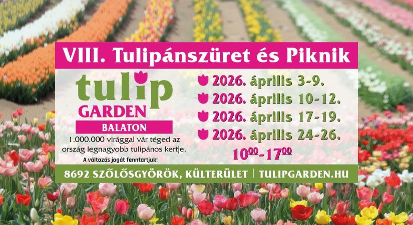 Tavaszi csoda a TulipGarden Balatonnál: hamarosan indul a tulipánszüret Szőlősgyörökön
