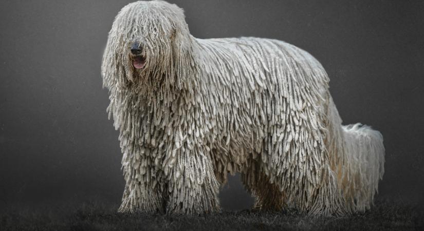 6 magyar kutyafajta, amit minden állatorvos dicsér