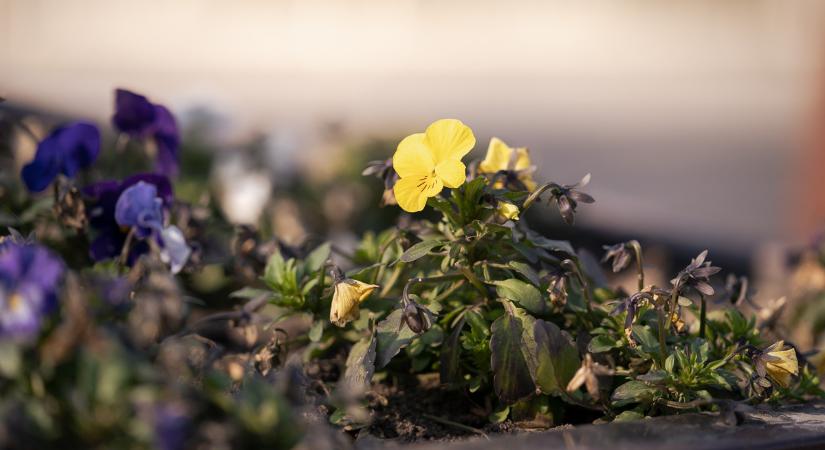 Nem tágít a viharos szél