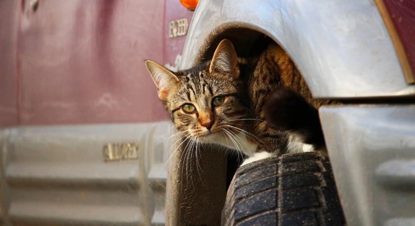 Ügyesen kezelik a stresszt a macskák, ezért választanak fura fekhelyet maguknak