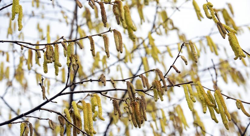 Ezektől a fáktól nem csak mi, a szomszédok is megőrülnek