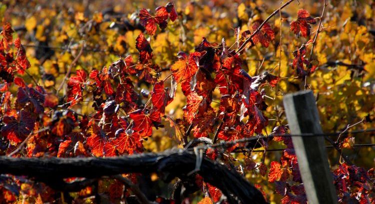 Megfékezhető-e a szőlő aranyszínű sárgaság-járványa?