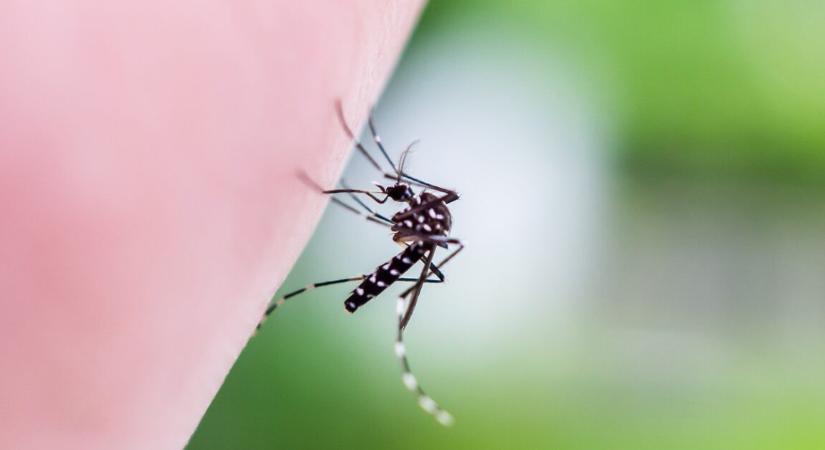 Ezért lepik el egyszerre a szúnyogok ugyanazt az embert